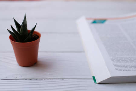 Learning concept. The book with cactus on white vintage table.の写真素材