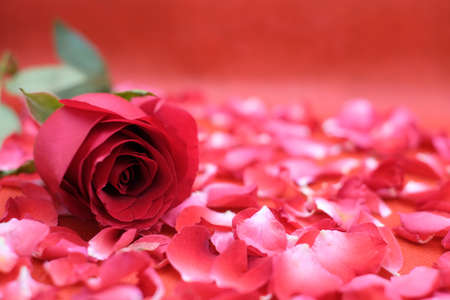 Fresh red rose close-up and blur petals rose background. Love and Valentines. Red rose backgroundの写真素材