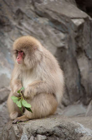 Monkeyの写真素材