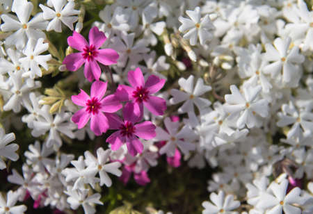 Shiba Sakuraの写真素材