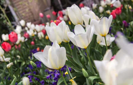 Tulips in Japan   の写真素材
