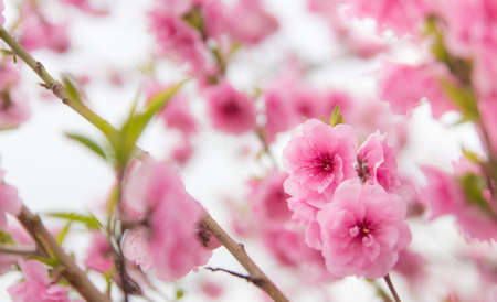 Sakuraの写真素材