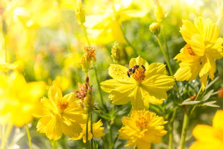 Spring Yellow flowers with the beesの素材