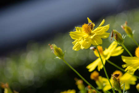 Spring Yellow flowers with the beesの素材