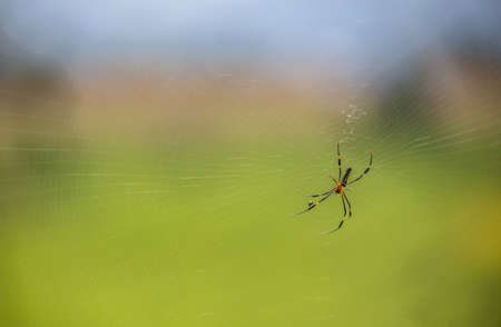 Spider on the web in countryside of thailandの写真素材