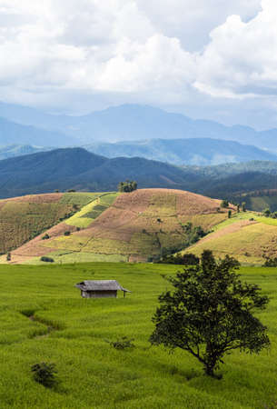 Villadom at paddy rice field in countryside of thailandの写真素材