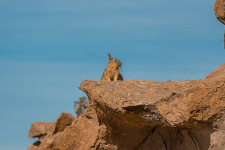 Viscacha at Laguna Negra in Bolivia, returning from Uyuni 3D2N tour. Landscape with lots of rocks in...