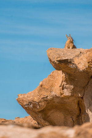 Viscacha at Laguna Negra in Bolivia, returning from Uyuni 3D2N tour. Landscape with lots of rocks in...