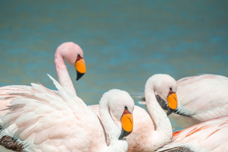 Smelly Lake in Bolivia, near Uyuni salt flat (salar de Uyuni) with close-up of flamingo. High...