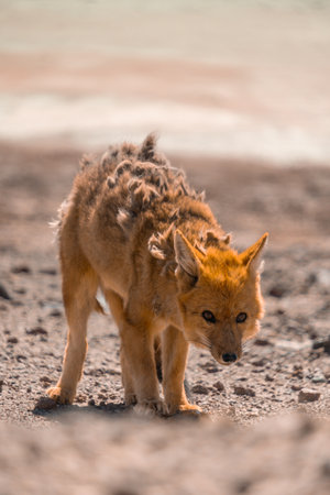 Desert fox near salar de Uyuni in Bolivia, moulting and shedding skin near smelly lake a tourist...