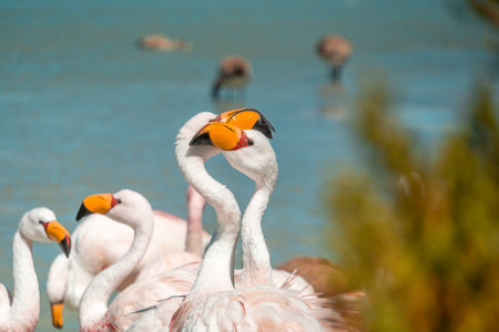 Smelly Lake in Bolivia, near Uyuni salt flat (salar de Uyuni) with close-up of flamingo. High...