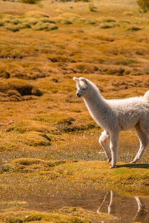 Llama in Bolivia, not far from Uyuniの写真素材