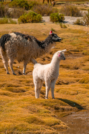 Llama in Bolivia, not far from Uyuniの写真素材