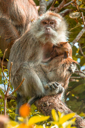 Monkey with baby in Black River Gorge National Park in Mauritius