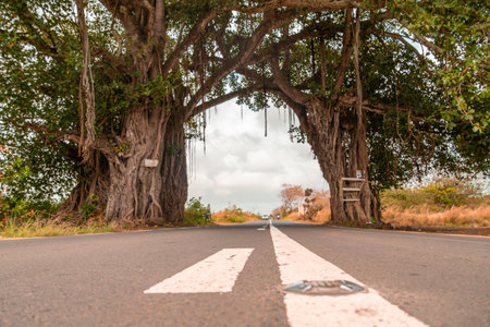 Road in Mauritius going through a big special treeの写真素材