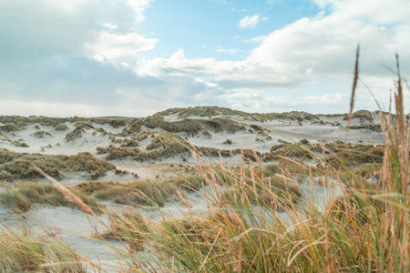 Terschelling island in the Wadden Sea - Holland or the Netherlandsの写真素材