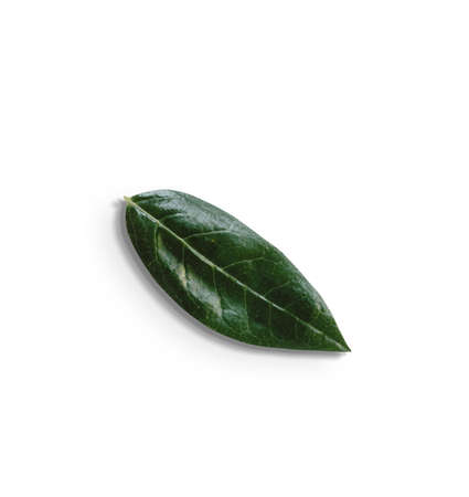 Top up view isolated green leaves on white background.