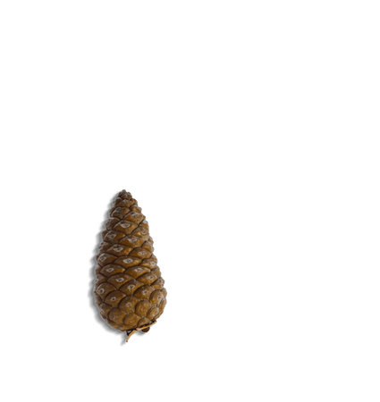 Top up view of pine cones isolated on white background. suitable for your design element.の写真素材