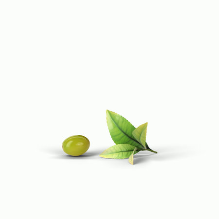 Realistic green olives on a branch isolated white background. 3d illustration, fit for your design project.の写真素材