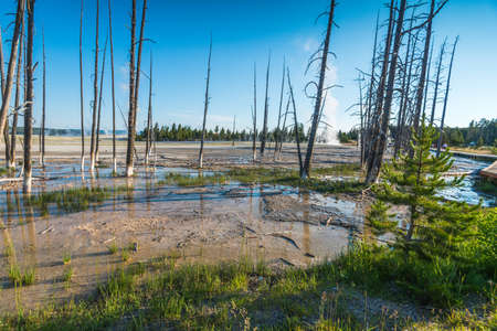 tree in geyser area in yellowstone National park,Wyoming,usa.の写真素材