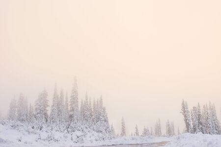scenic view of tree covered with snow with fog in the sunset.の写真素材