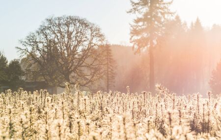Young pine tree seedling in the garden in the morning light.