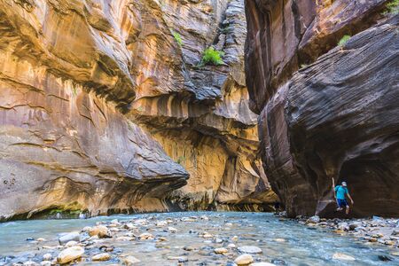 zion narrow  with  vergin river in Zion National park,Utah,usa.の写真素材