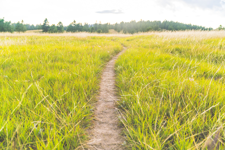 trail the grass field.の写真素材