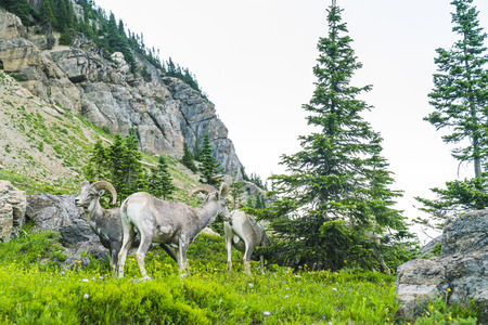 big horn sheep at Glacier national park,Montana,usa.