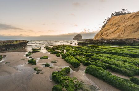 scenic view of stone covered with moss and seaweed in the Oregon coast in the sunset.の写真素材