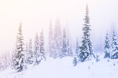 snow covered a tree in winter season with sunset light with the fog in the sky.の写真素材