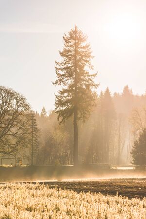 Young pine tree seedling garden landscape in the morning light with fog.の写真素材