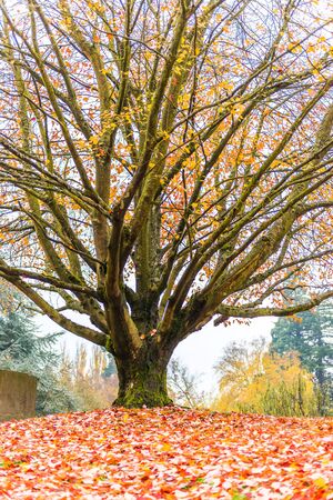 scene of maple three when autumn in graveyard..の写真素材