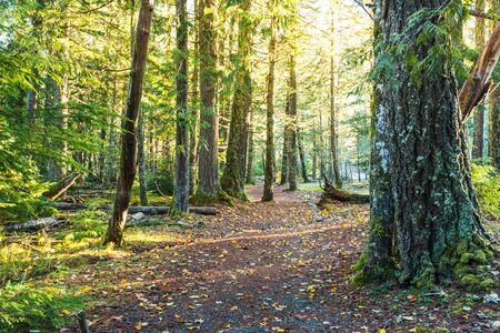 scenic view of very big and tall tree in the forest in the morning...の写真素材