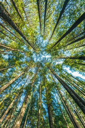 scenic view of very big and tall tree in the forest in the morning. looking up..