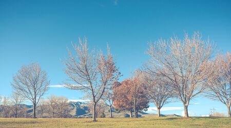 tree in autumn season in the park ,vintage..の写真素材
