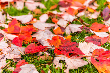 colorful maple leave on the ground,lawn for background in the park,autumn season..の写真素材