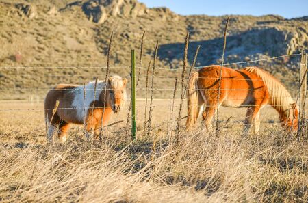 hoses rest in the farm with mountain background on late of the day in countryside..の写真素材