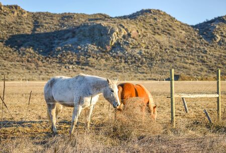 hoses rest in the farm with mountain background on late of the day in countryside..の写真素材