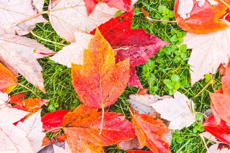 colorful maple leave on the ground,lawn for background in the park,autumn season..の写真素材