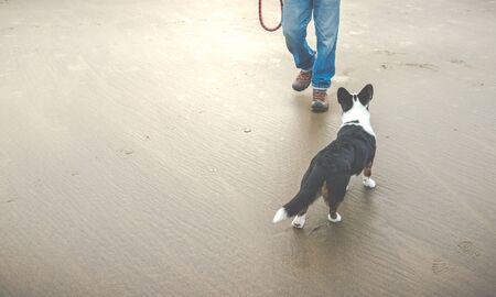 old dog on the beach.の写真素材