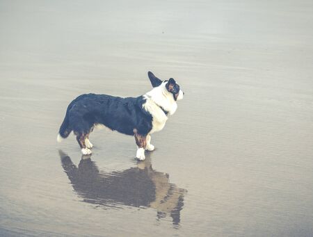 old dog on the beach.の写真素材