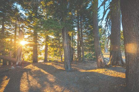 scenic view of tree with sunset  light ,vintage style.の写真素材