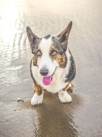 old dog on the beach.の写真素材