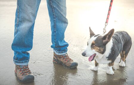 old dog on the beach.