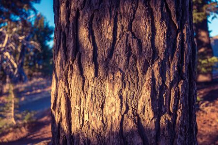 scenic view of tree with sunset  light ,vintage style.の写真素材