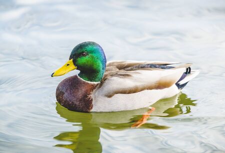 duck swimming in lake in the parkの写真素材