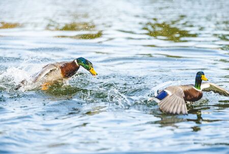 duck fighting  in lake in the park.の写真素材