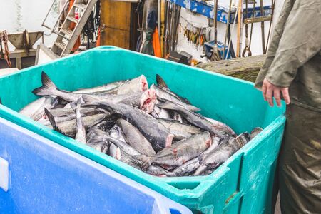 a lot of salmons from the ocean in green Thermal Insulated Plastic Fish Box f,ready for transfer to the marketの写真素材