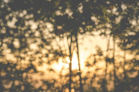 tree bokeh background,Ready for product display montage.の写真素材